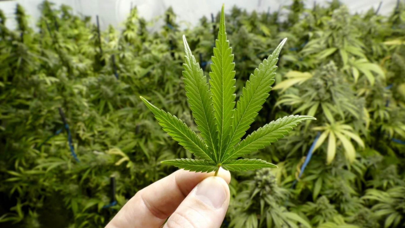 Kushy CBD