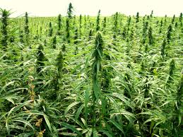Kushy CBD
